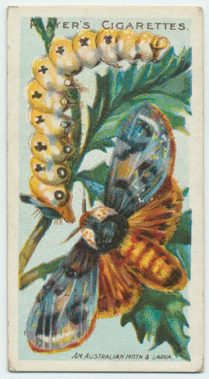 billyglenn tweet media