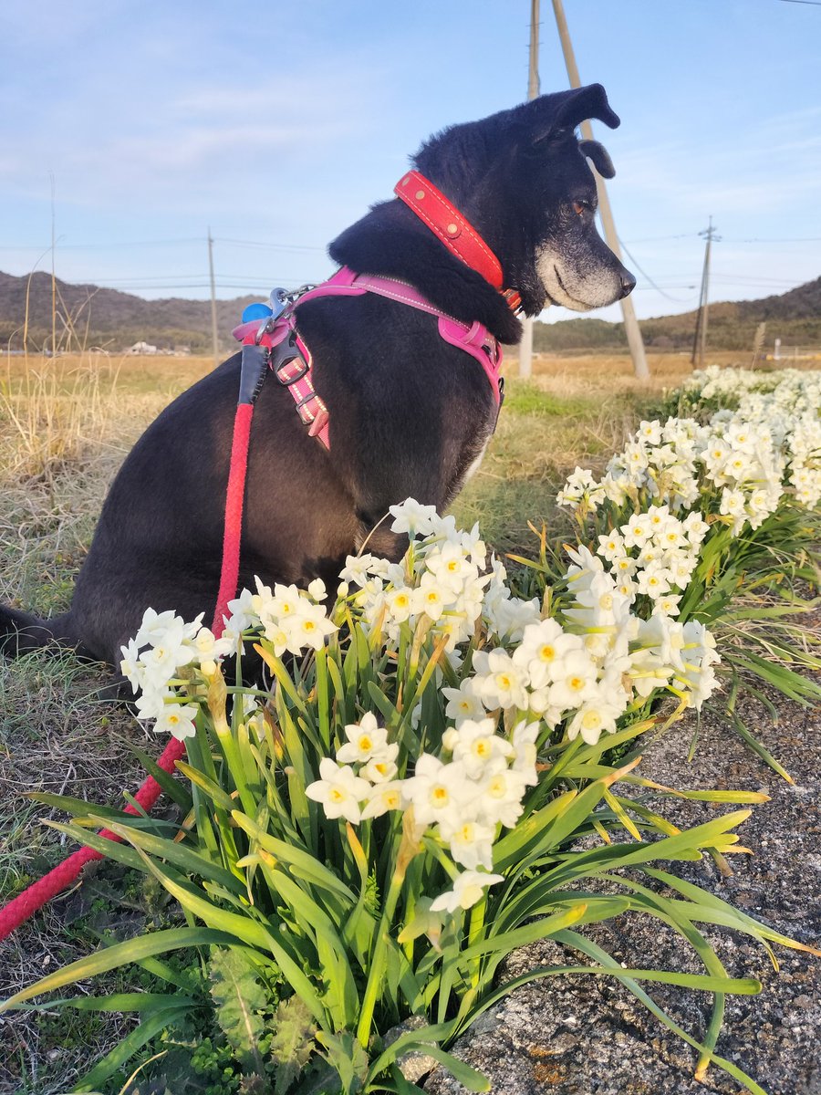 てらいぬ🐾木蔭 tweet media