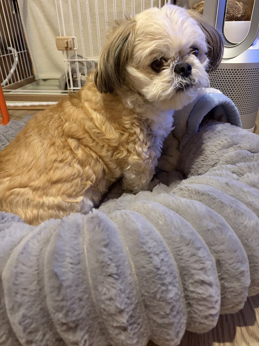 ぶんきんちゃんねる公式 tweet media