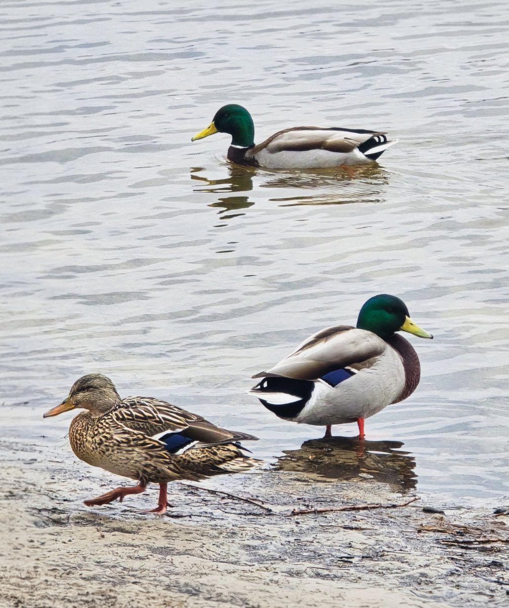 Той самий tweet media