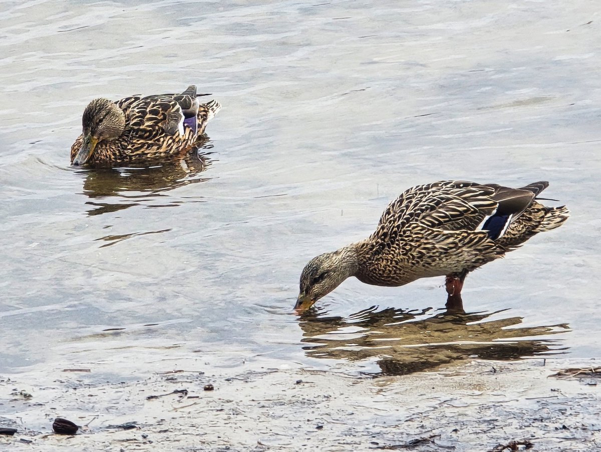 Той самий tweet media