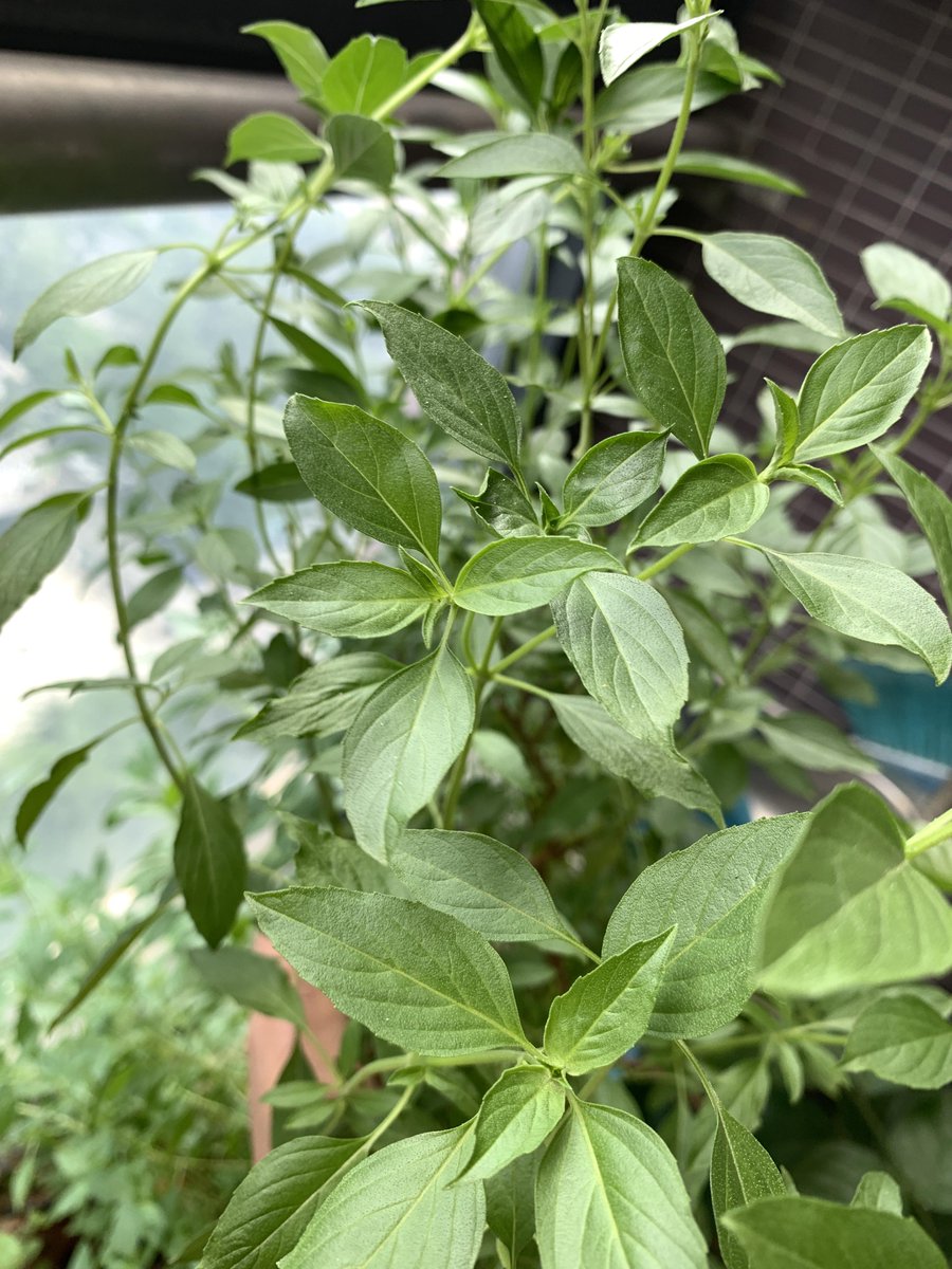 Thomas Caudill tweet media