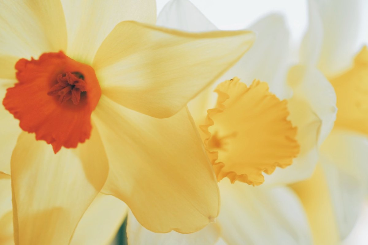 久莉 | kuri tweet media