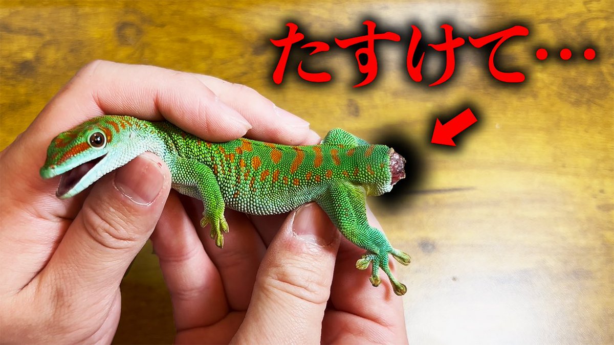 ぜろまるペッツ tweet media