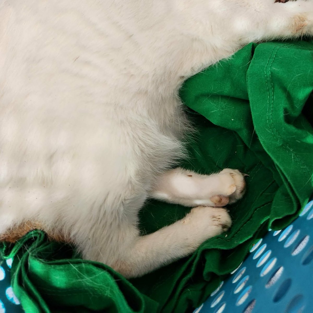 b.borbor *บบ. ⚆_⚆ • ェ • || Ô♡Ô || tweet media