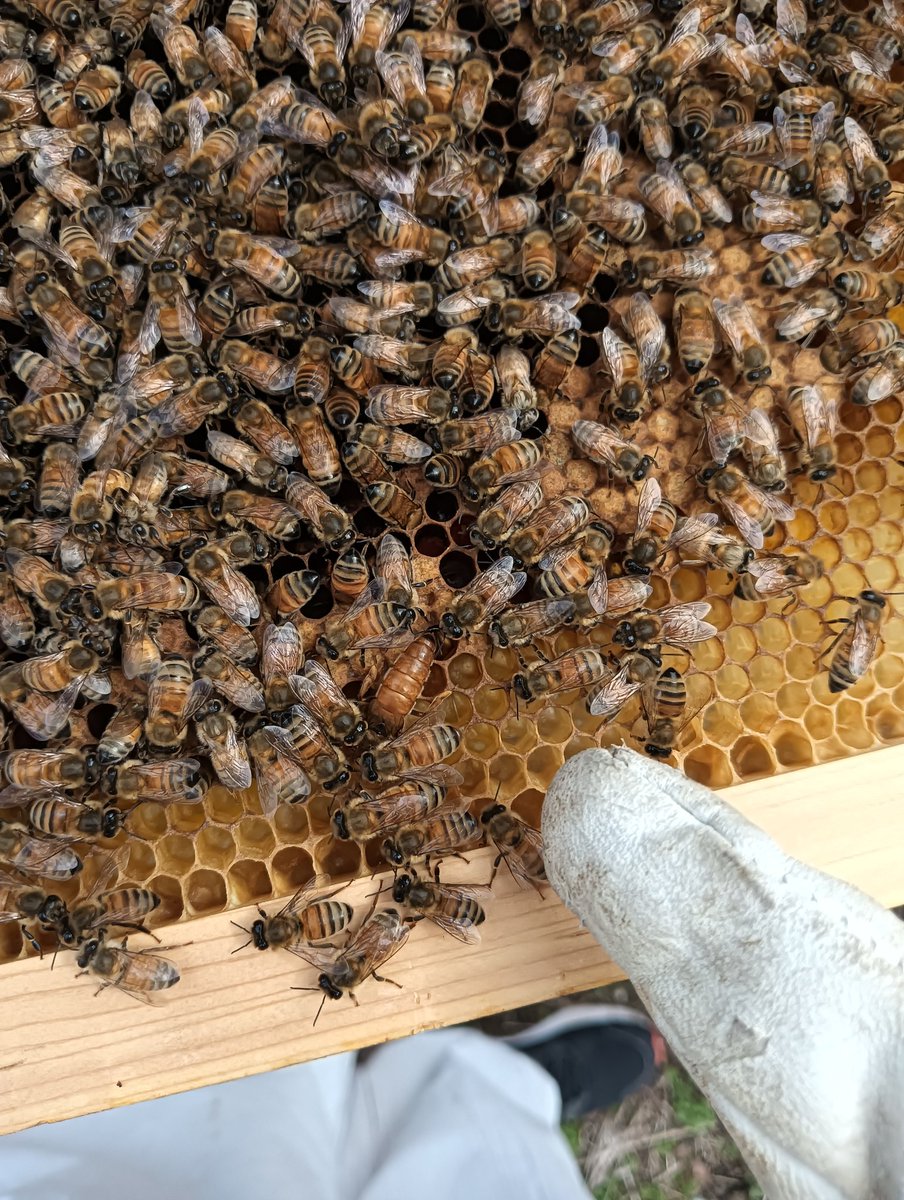 tuatbee's tweet photo. 農工大養蜂サークルです🐝
本日は農工大、後期試験の合格発表でした！合格された皆さん、本当におめでとうございます🎉㊗️
気になるサークルは見つかりましたか？養蜂に興味がある、農工大らしいことがしたい人などはぜひ養蜂サークルをチェックしてみて！
#春から農工大 #ようこそ農工大 #養蜂 #農工大 https://t.co/IysCOYT5E0