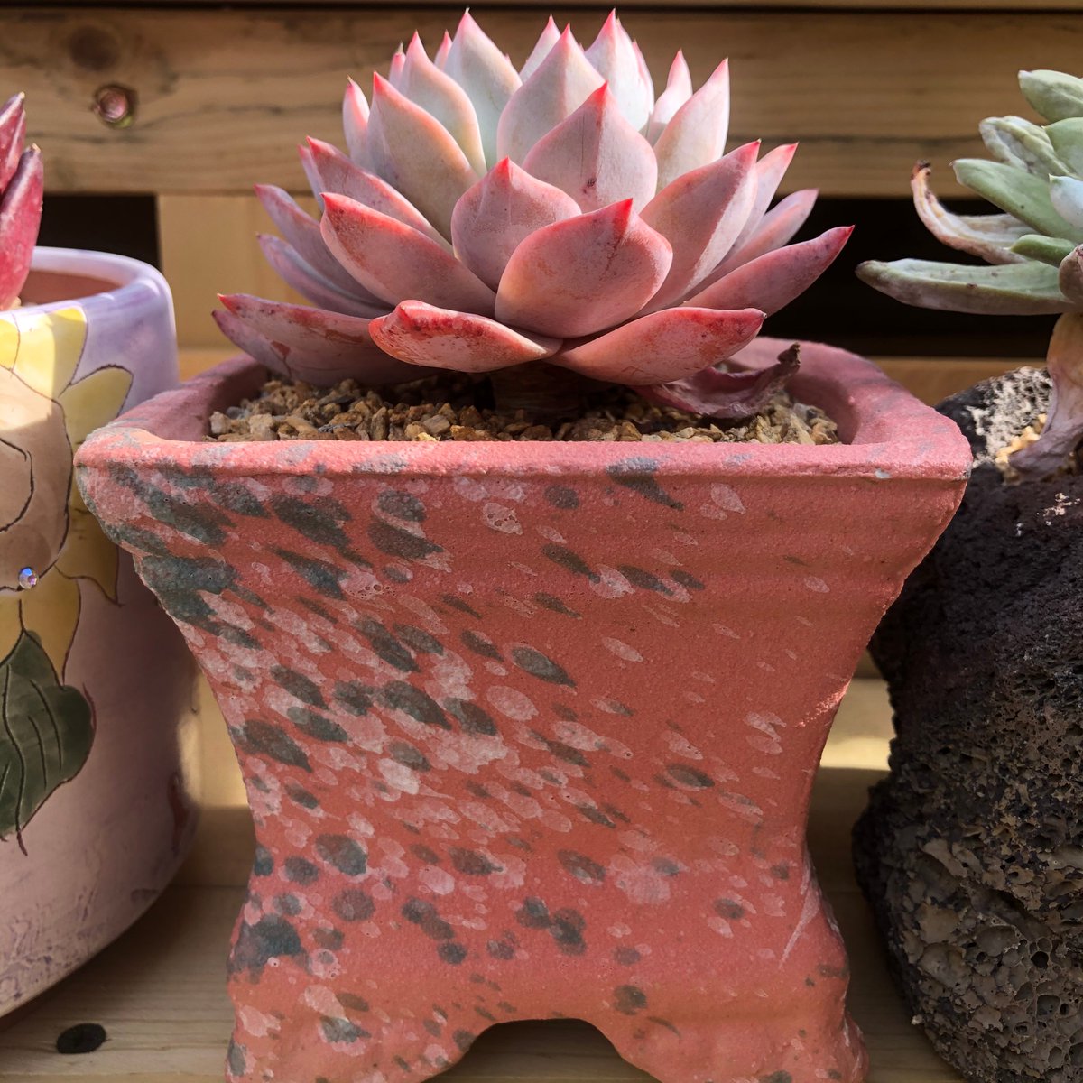 Suphatida Wanthamard tweet media