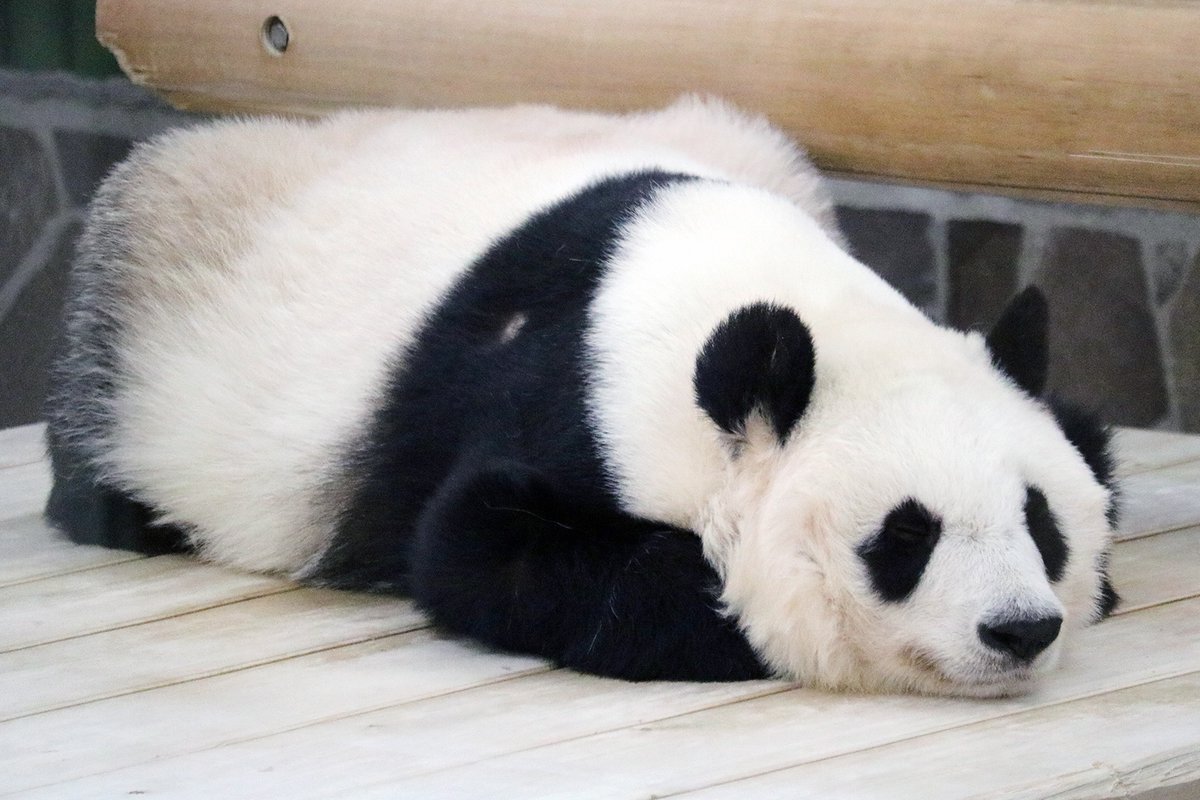 パンダライター 二木繁美｜『水曜日のお嬢様』発売中 tweet media