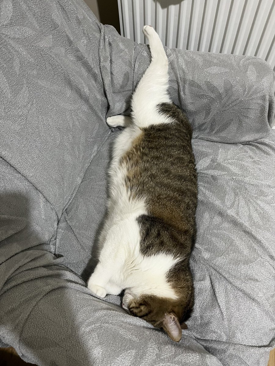 shelby the magical beer wizard tweet media