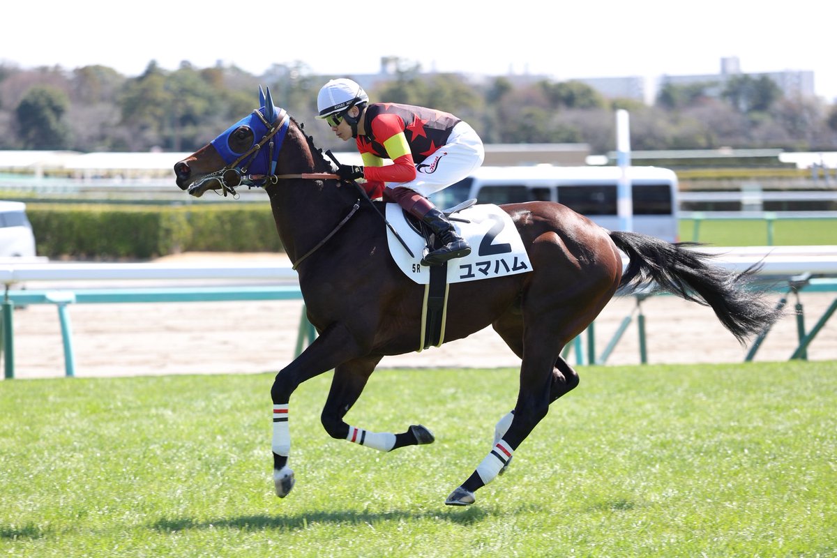 田中博康厩舎【公式】 tweet media