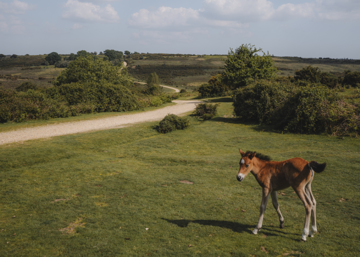 The New Forest tweet media