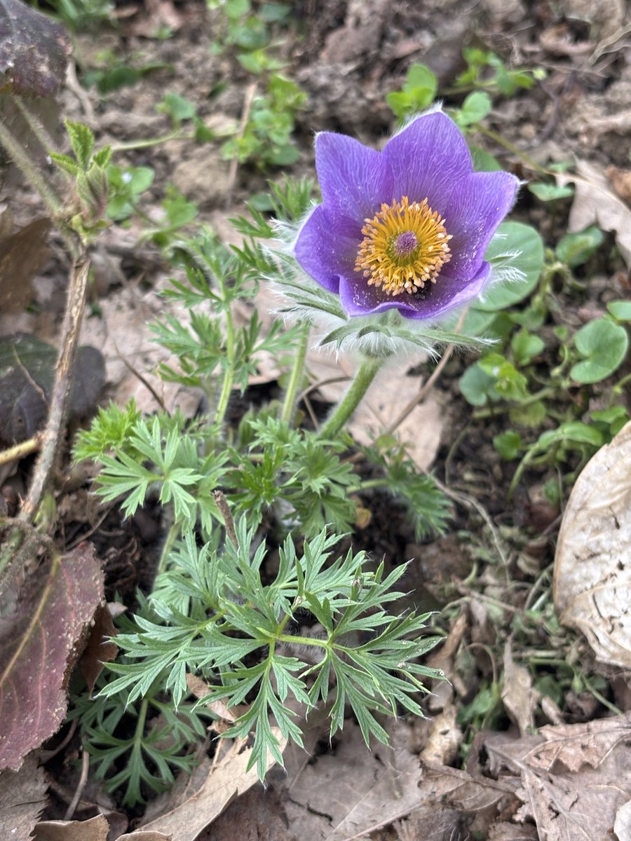 Сибирска пахуљица tweet media