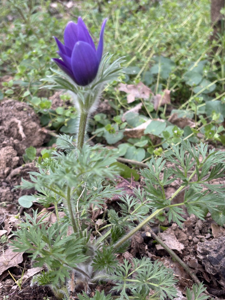 Сибирска пахуљица tweet media