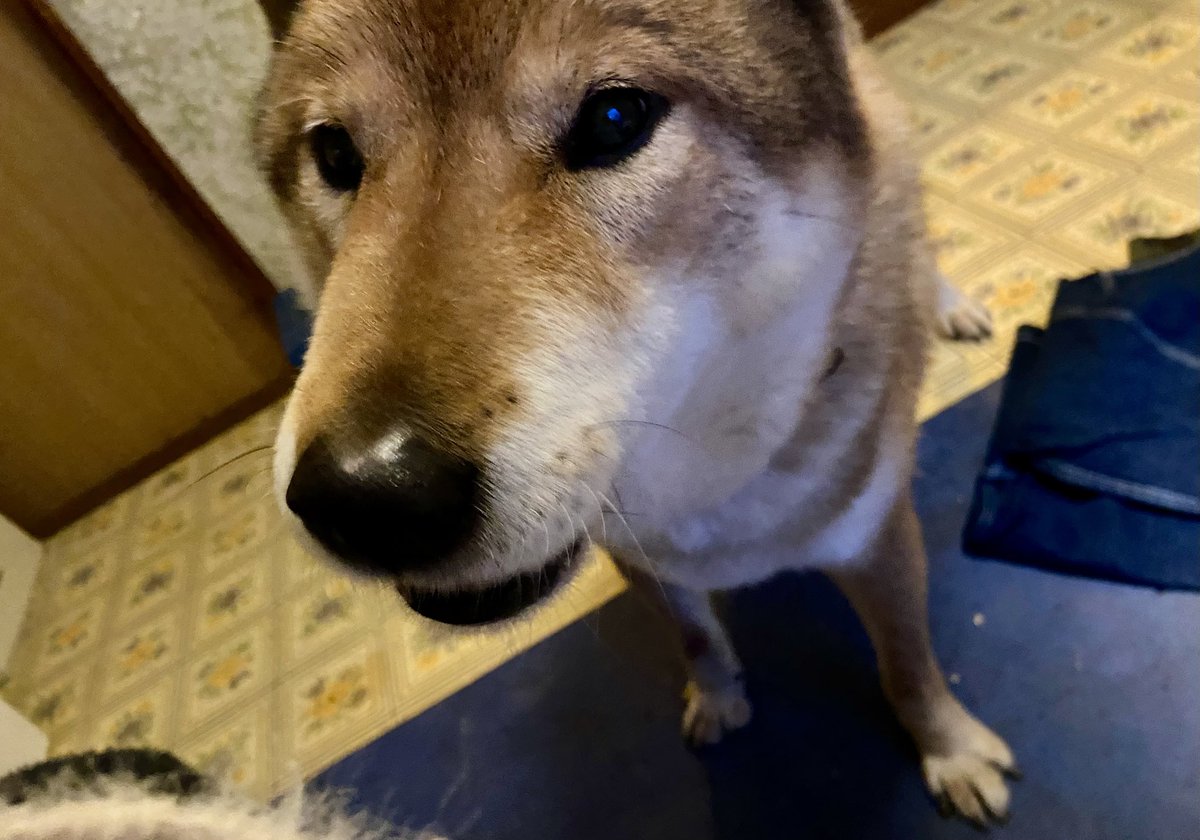 【チャリティショップ】
明日21日土曜日はお休みです！
明後日22日日曜日は開催します！

渋谷区のMさまからチャリティショップ用のおしゃれでカッコイイ衣料品届きました。ありがとうございます★

いのすけ『すごく気になる！』