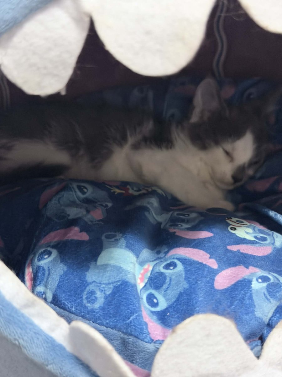 Kate Roach tweet media