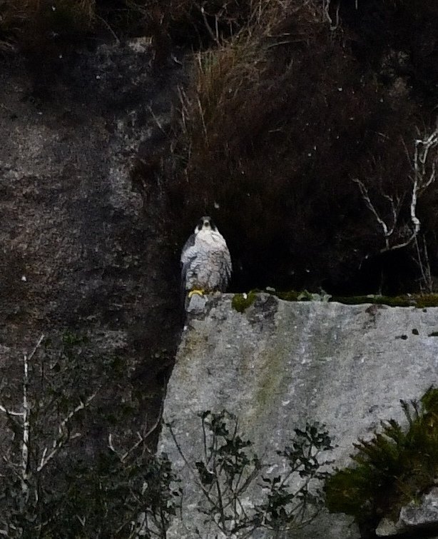 Gweebarra Conservation Group tweet media