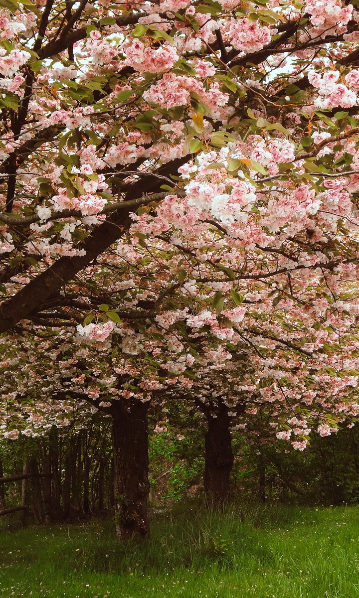 Vipin Dhir tweet media