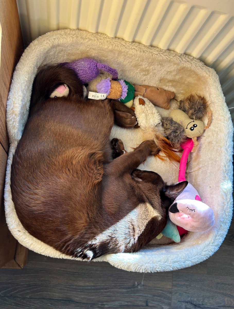 Sir Kev’s Gang tweet media