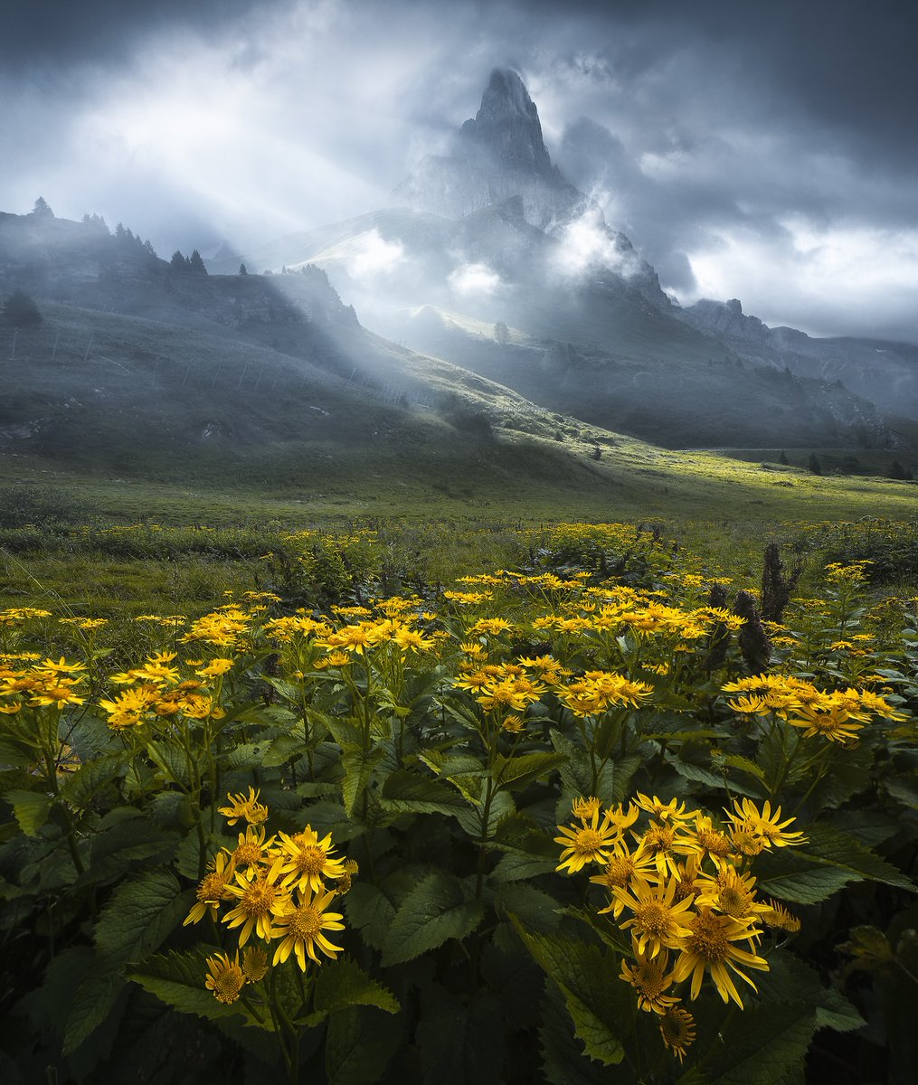 The World tweet media