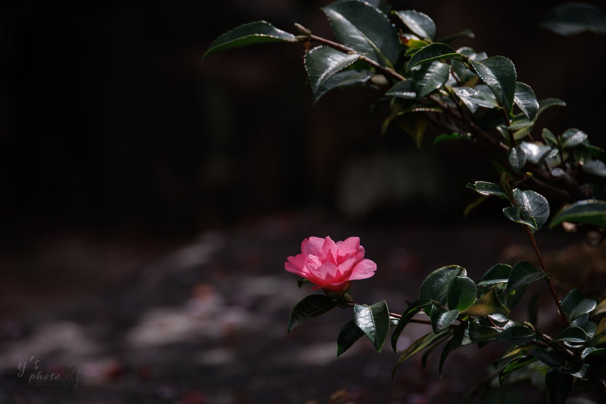 y’s | やす tweet media