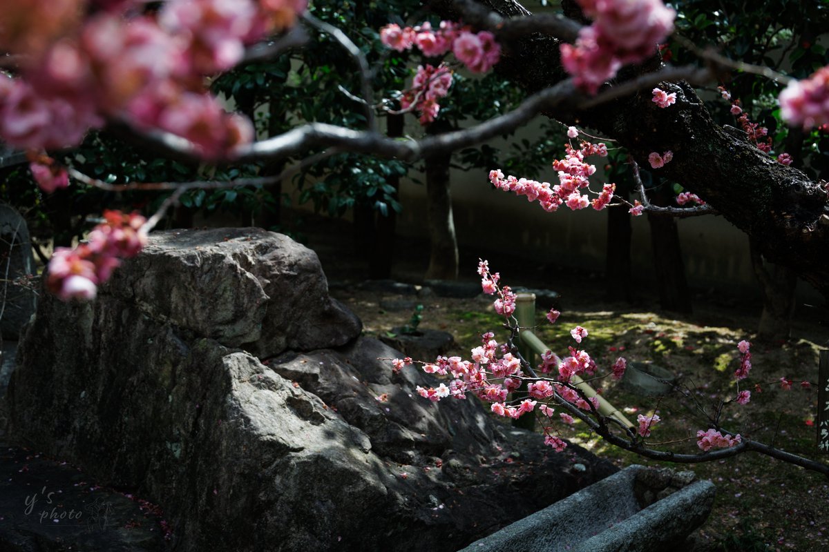 y’s | やす tweet media