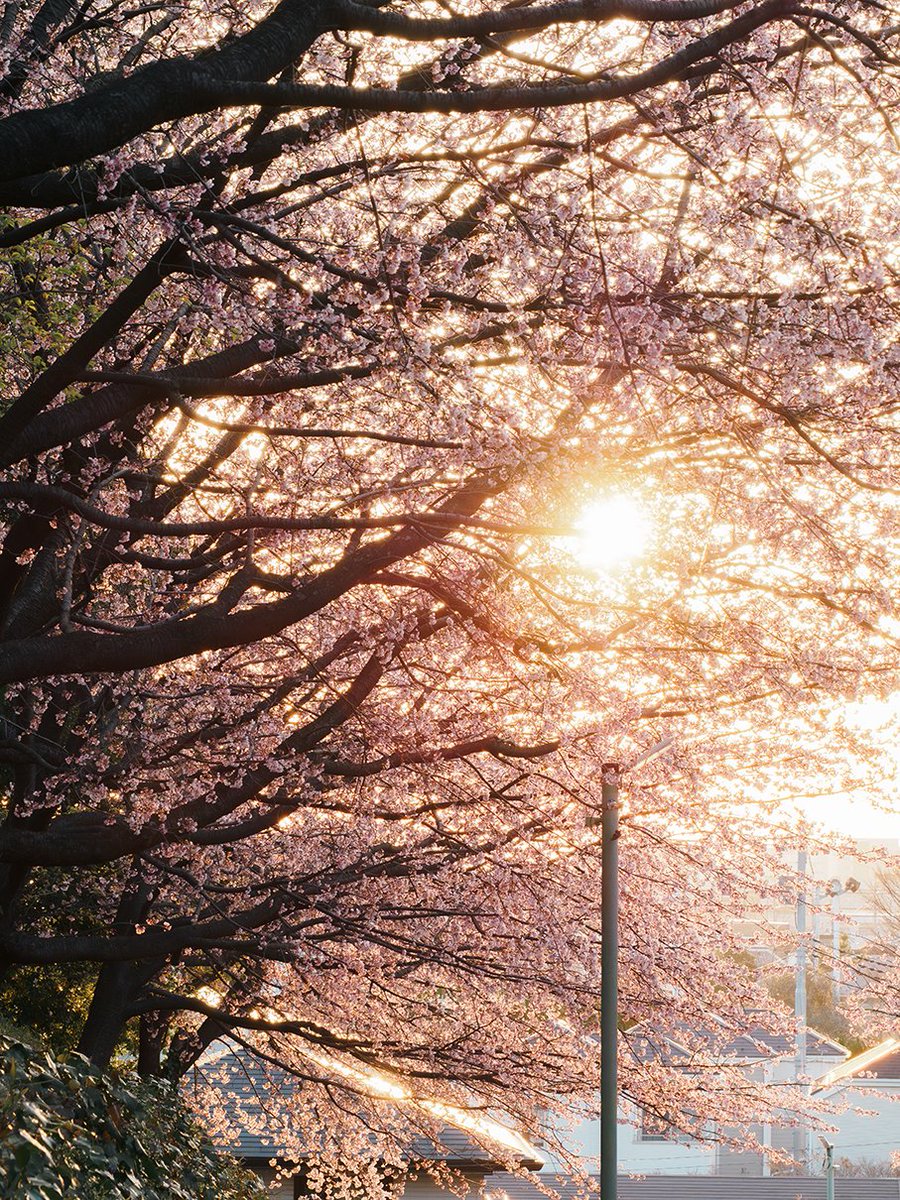 桜

OM-5 Mark II
M.ZUIKO DIGITAL ED 40-150mm F4.0 PRO