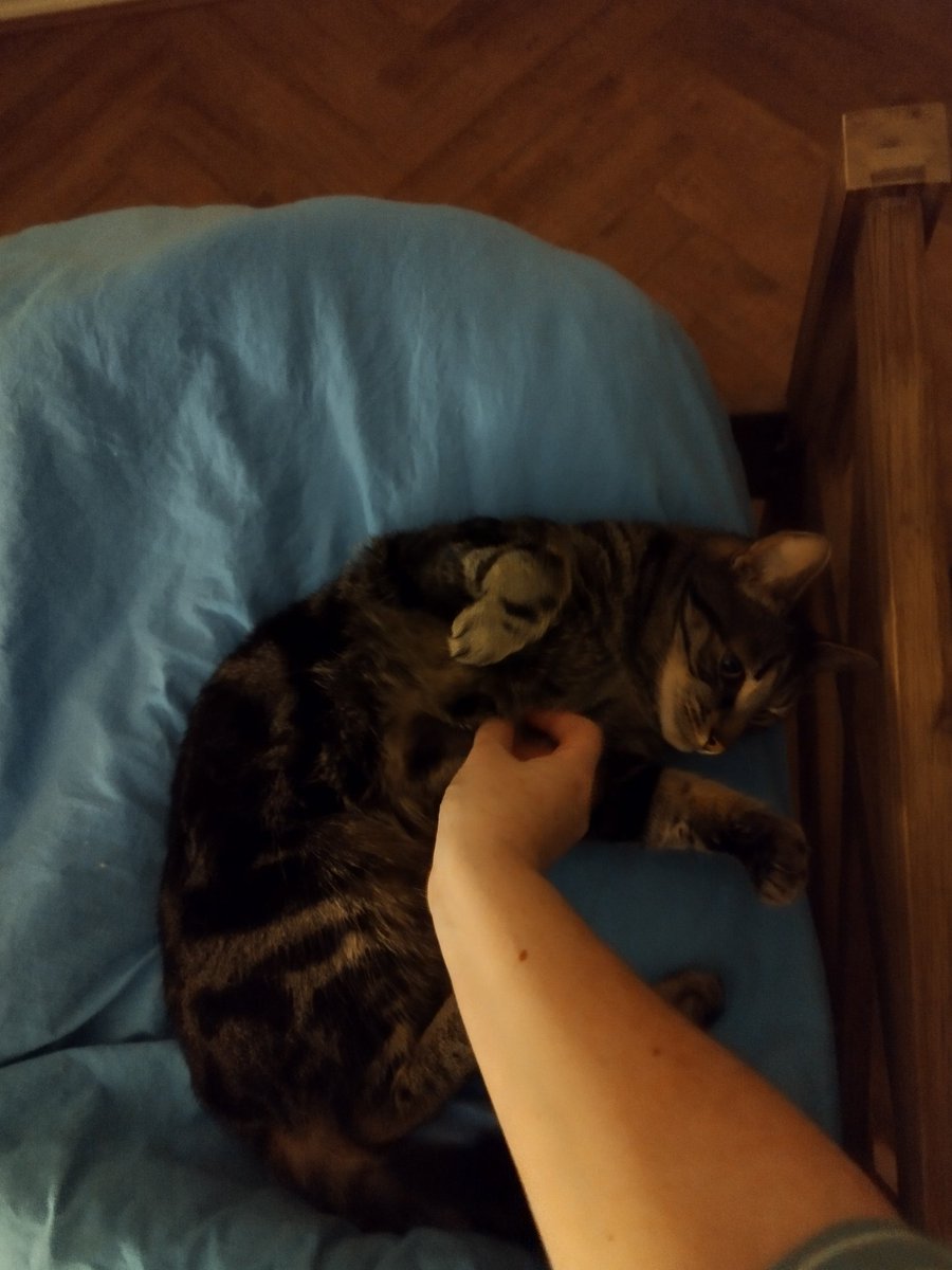 Siblings of Scruffkit tweet media