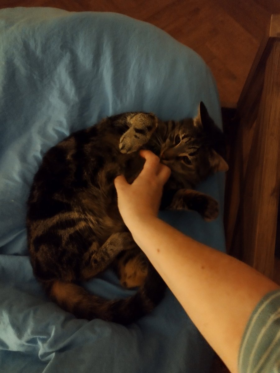 Siblings of Scruffkit tweet media