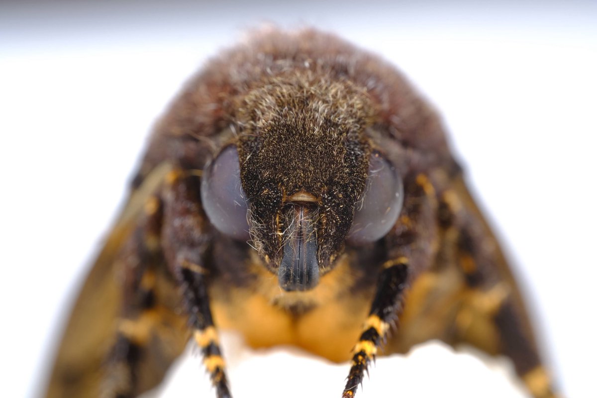 蟲喰ロトワ (むしくろとわ)@TAKEO株式会社CSO tweet media