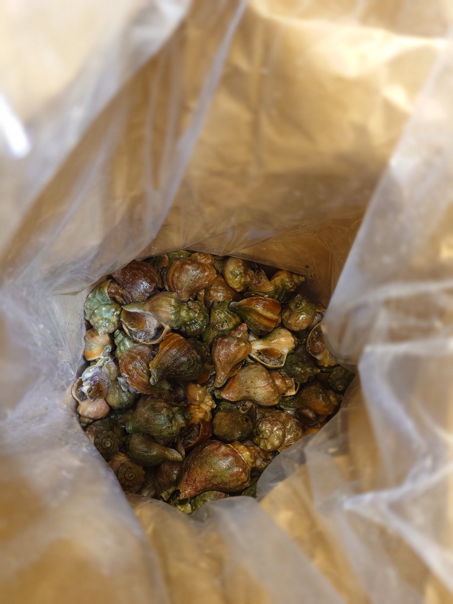 しゃとる（雷鳥の人）🦃🦊 tweet media