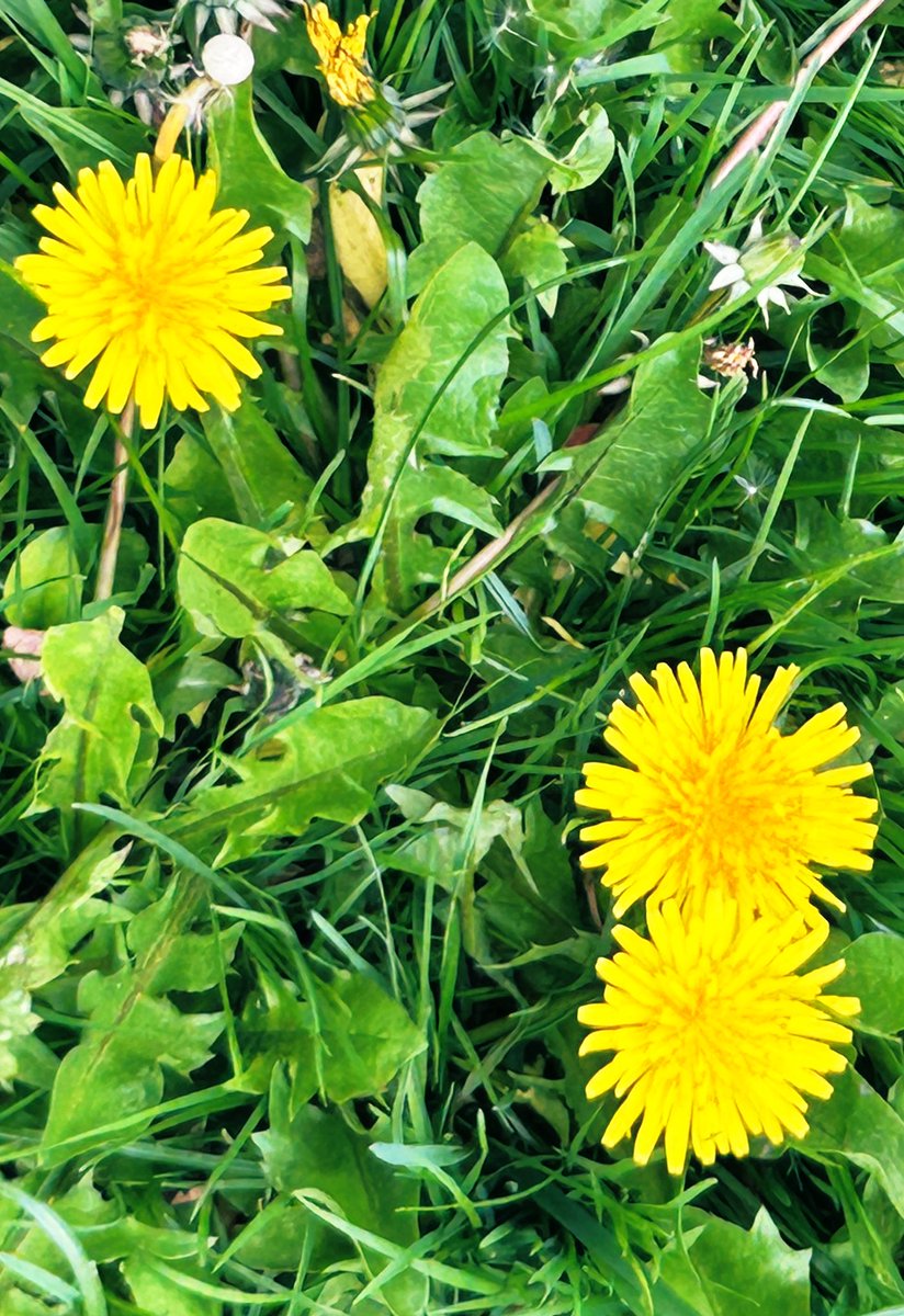 Breverías tweet media