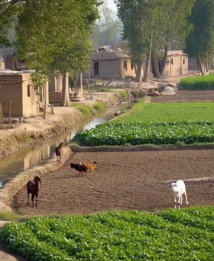 گاؤں والی tweet media