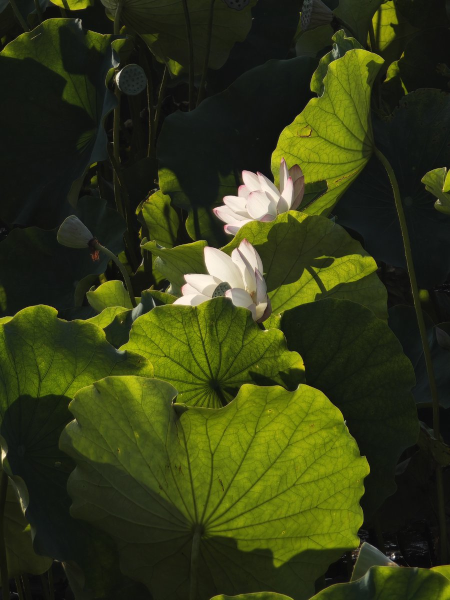 Michael Califano tweet media