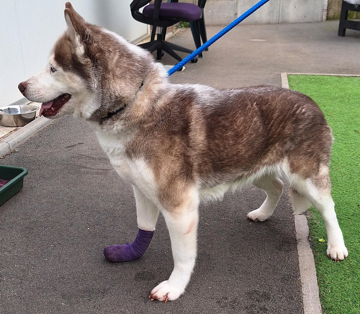 Animal Adoptions UK 🐕🦺🐈🐎❤️ tweet media