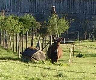 Django & Michèle tweet media