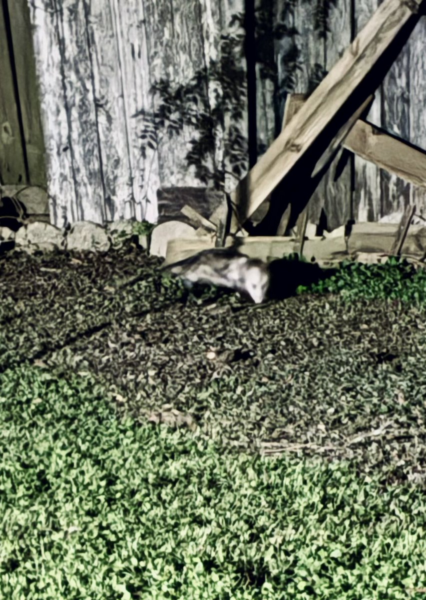 🦇 miracide 𓃵 tweet media