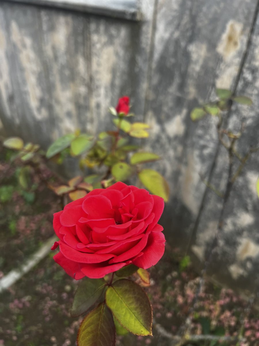 keyf_ehli's tweet photo. Elveda ya şehri ramazan demenin hüznü ve bayrama ermenin mutluluğuyla,Ramazanı Şerifi hakkıyla ihya eden tüm kulların  Ramazan bayramı mübarek ola 🤩 #RamazanBayramı https://t.co/WlbeQWYxZK