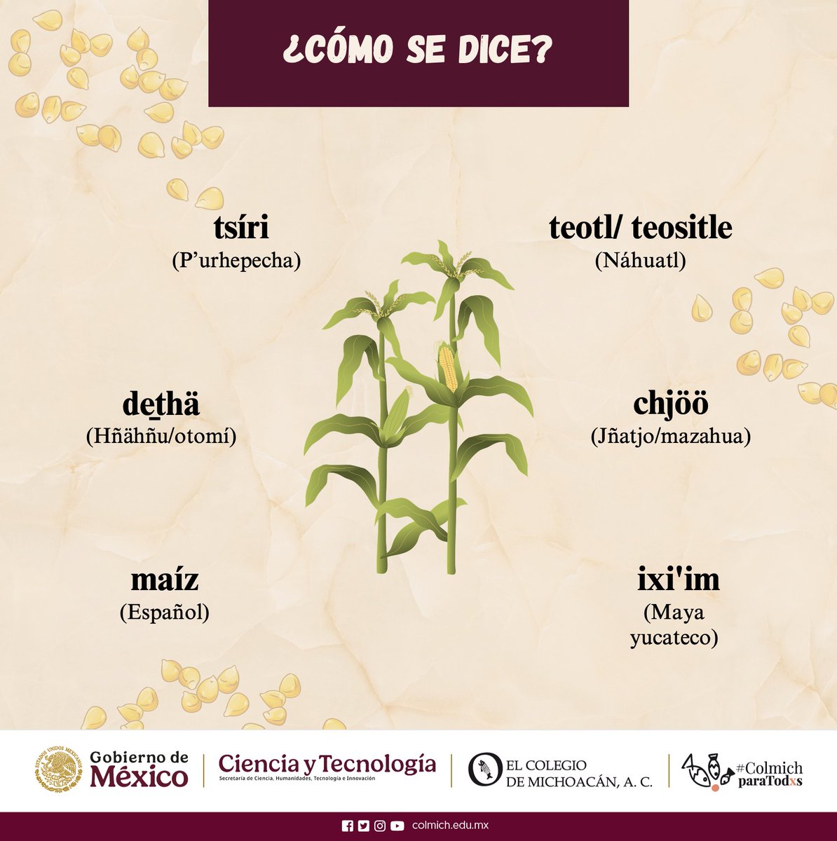 El Colegio de Michoacán tweet media