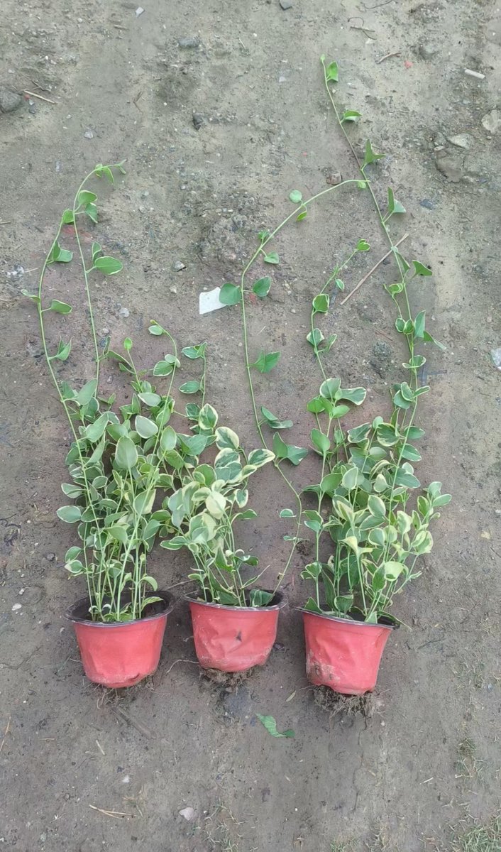 Danny Roy Taborno tweet media