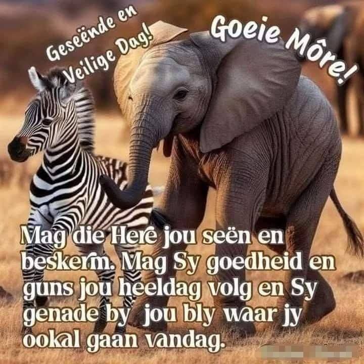 Ellie 🌹🐱🧶 tweet media