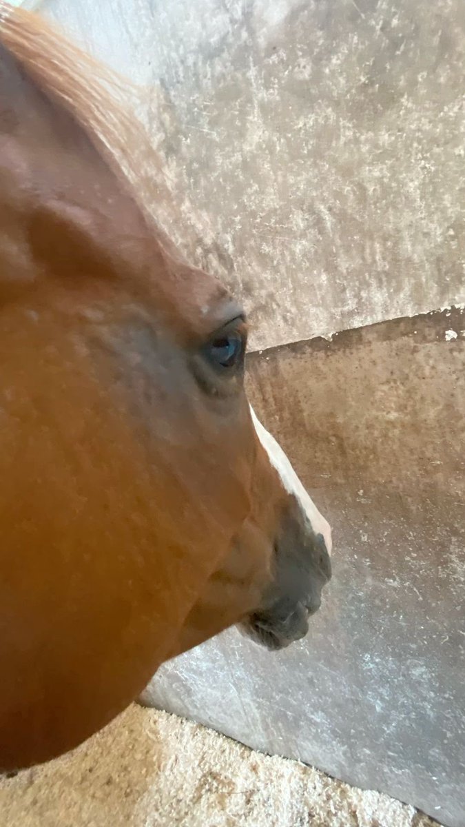 ⸝⸝⸝ simon SAW IRON LUNG 8X tweet media