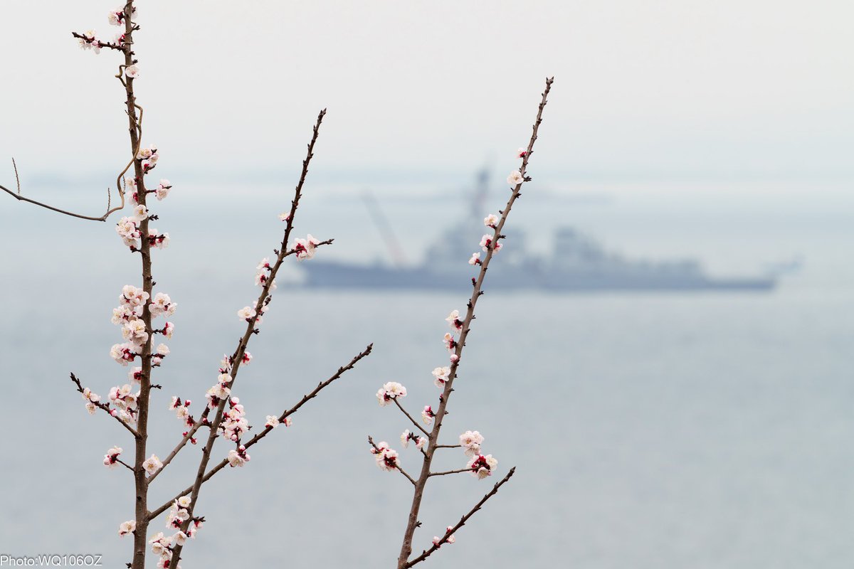 weiqi_xiulang's tweet image. 杏の花とイージス艦
#Howard #DDG83