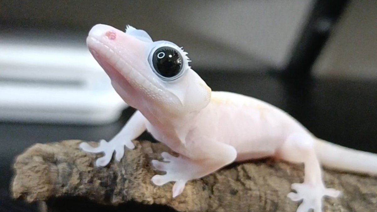 JOE@個人垢 tweet media