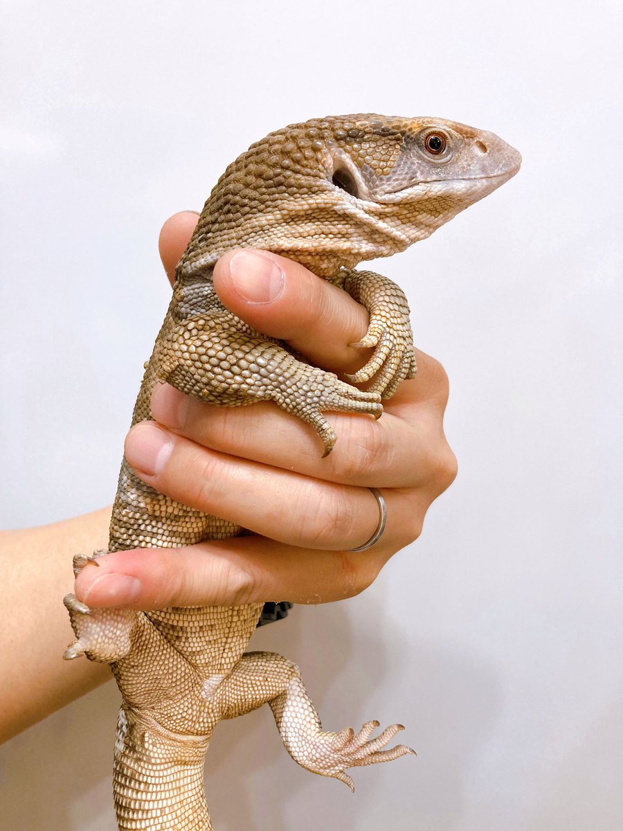 ELMER l エルマー@4/26(日) JH静岡 tweet media