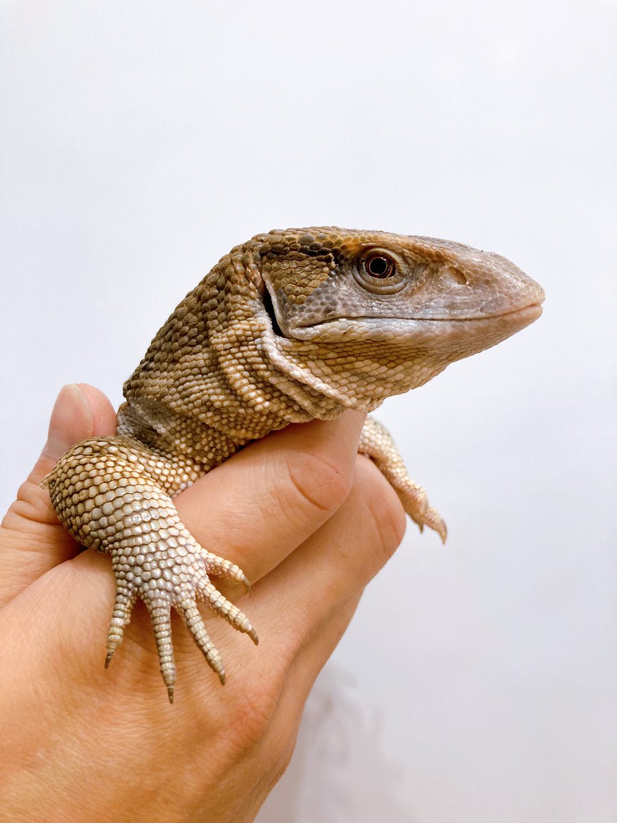 ELMER l エルマー@4/26(日) JH静岡 tweet media