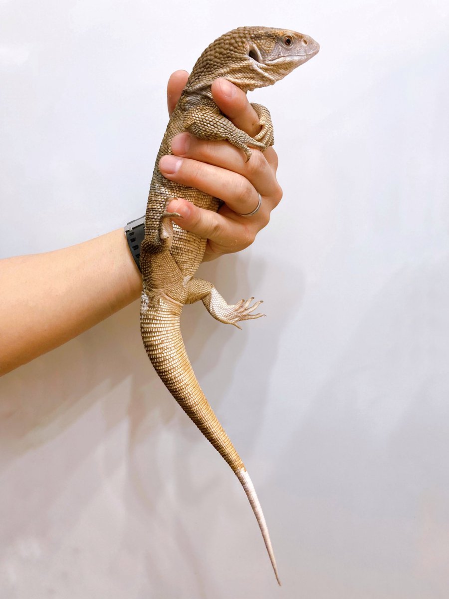 ELMER l エルマー@4/26(日) JH静岡 tweet media