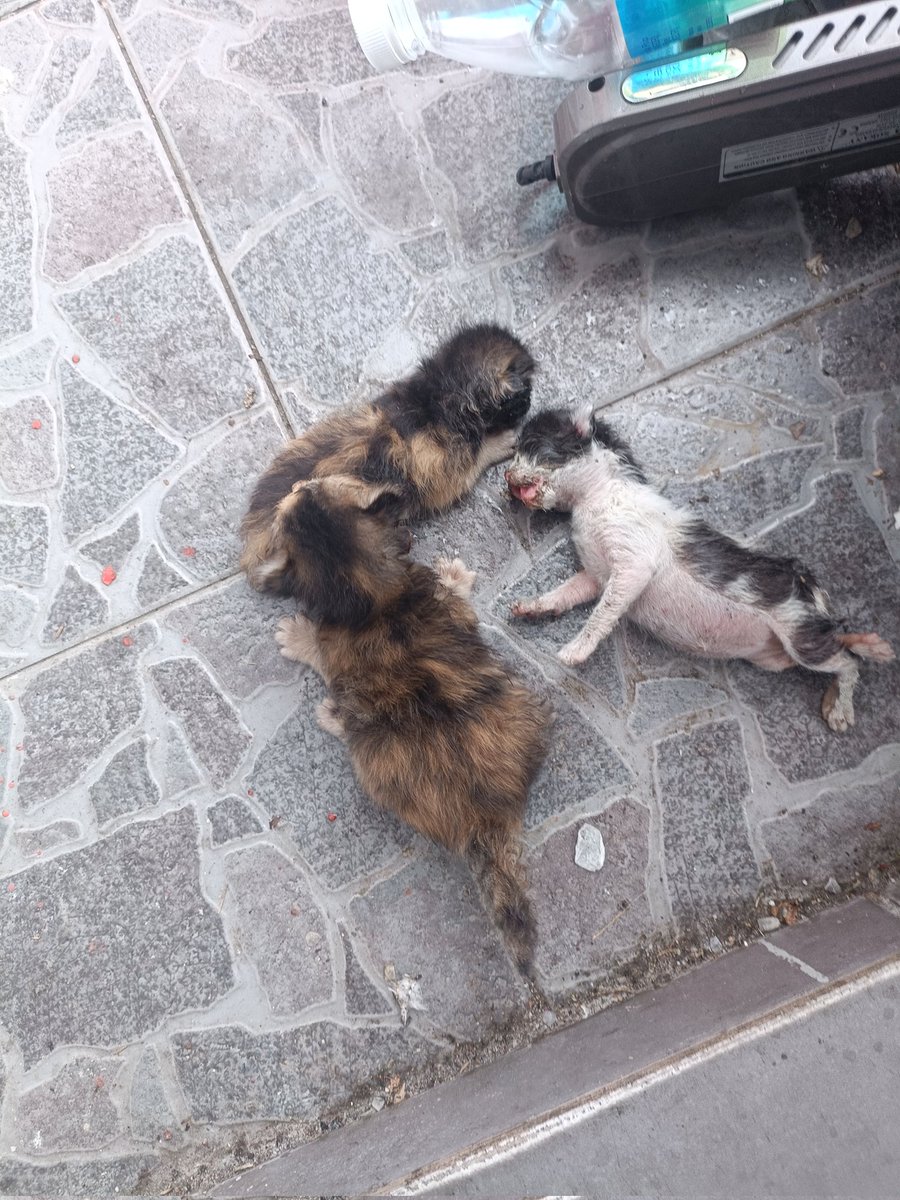"Halo bro,dah nak raya,cutilah"kata kawan2. Me: kemarin punya cerita kotak pun x selesai, ditambah kes baru pulak😔.1 anak dah mati kebuluran.2 lagi setengah mati.Buang ditandas pasar.Bro buat keputusan utk x balik kg raya ni😔.Semuanya demi anak2 buangan ini.Raya🤔.Bila nak abis