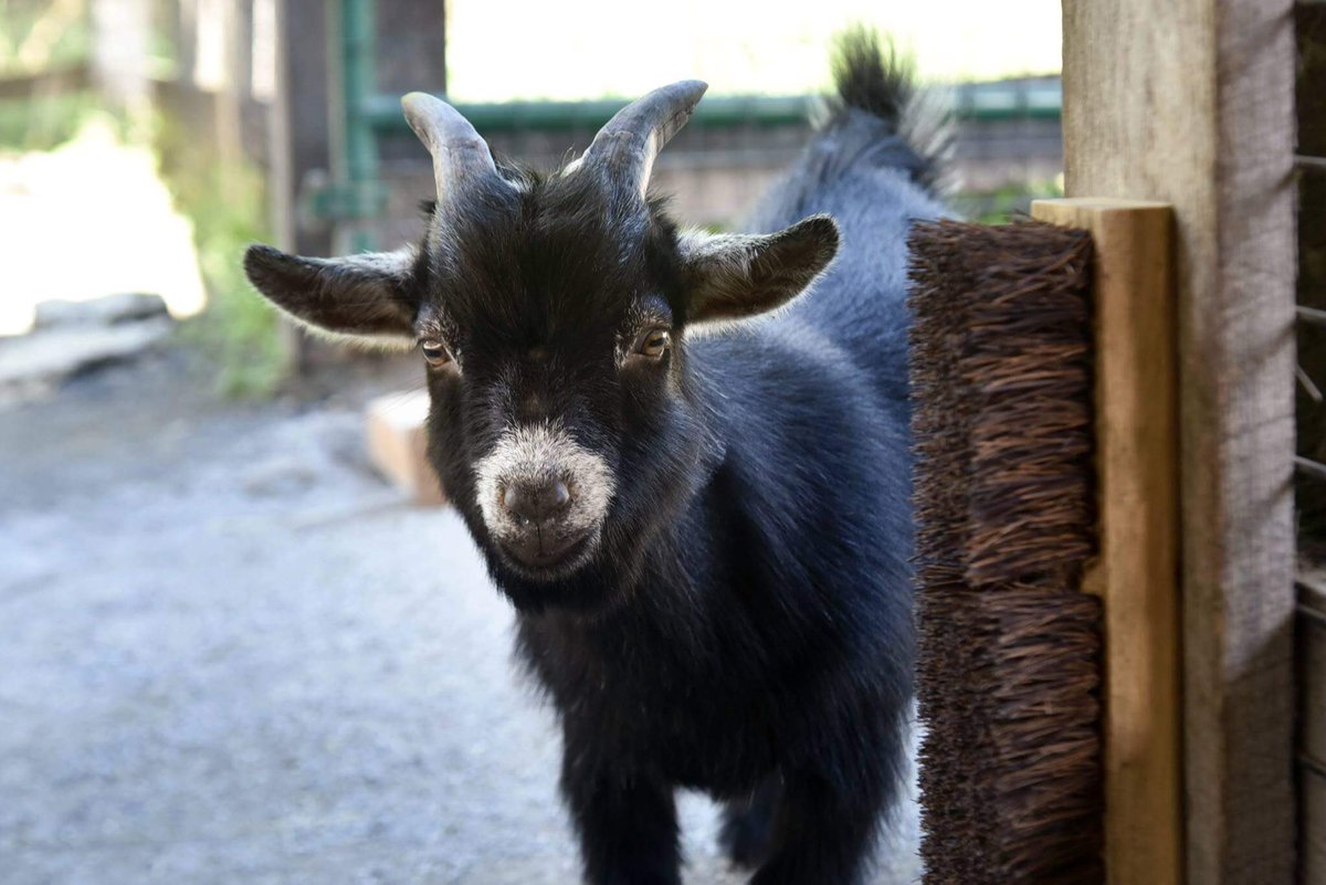 THE MONSTER tweet media