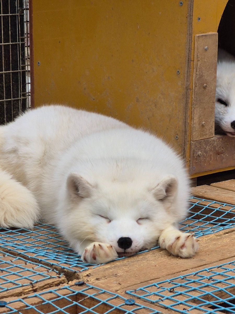 宮城蔵王キツネ村(公式)🦊 tweet media