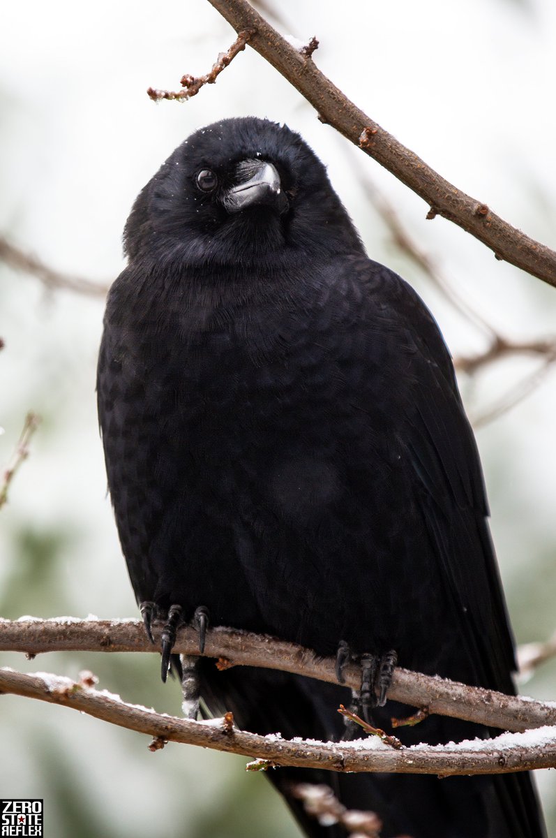 Zero State Reflex tweet media